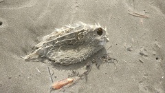 Tragulichthys jaculiferus