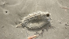 Tragulichthys jaculiferus