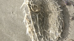 Tragulichthys jaculiferus