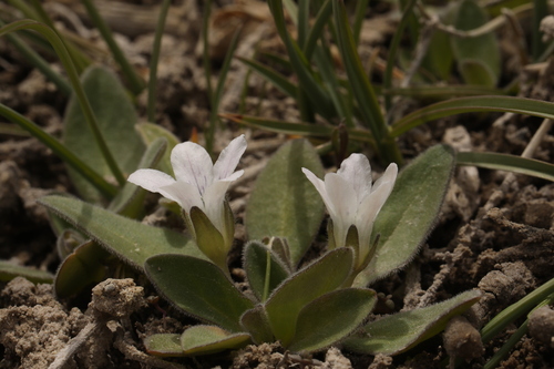 Image of Hesperochiron nanus by (c) Steve Matson, some rights reserved (CC BY)