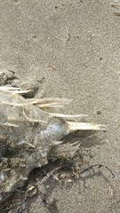 Tragulichthys jaculiferus