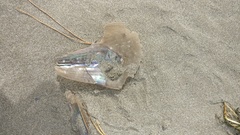 Atrina zelandica