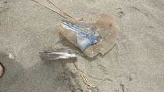 Atrina zelandica