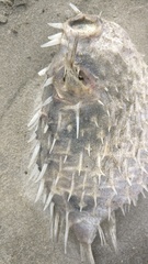 Tragulichthys jaculiferus