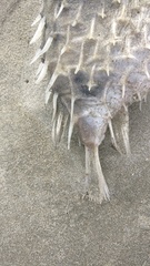 Tragulichthys jaculiferus