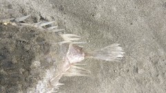 Tragulichthys jaculiferus