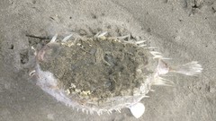 Tragulichthys jaculiferus