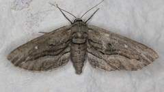 Holochroa dissociarius