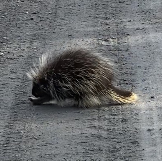 North American Porcupine from The Adirondack Park, Essex, NY, US on
