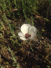 Calochortus catalinae