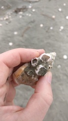 Notomegabalanus decorus