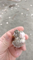 Notomegabalanus decorus