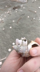 Notomegabalanus decorus