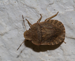 Sciocoris homalonotus