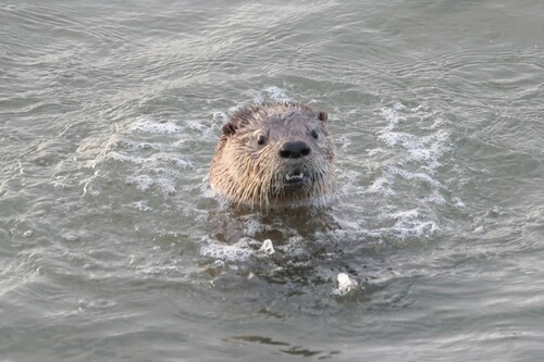 North American River Otter photographed in Virginia
