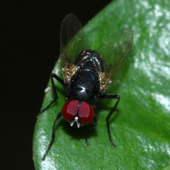 Diptera