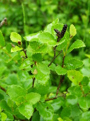Betula humilis