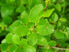 Betula humilis