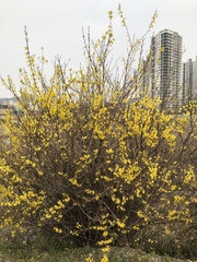 Forsythia koreana