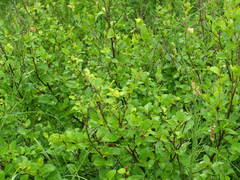 Betula humilis