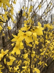 Forsythia koreana