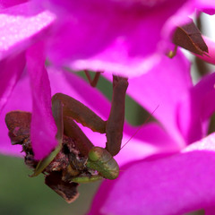 Hierodula patellifera