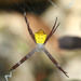 Hawaiian Garden Spider - Photo (c) Franz Anthony, some rights reserved (CC BY-NC), uploaded by Franz Anthony