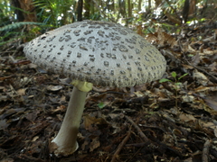 Amanita karea