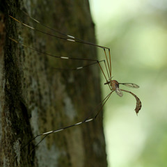 Tipulomorpha