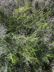 Scandia geniculata