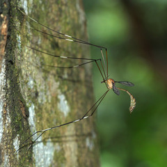 Tipulomorpha