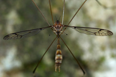 Tipulomorpha