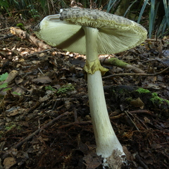 Amanita karea