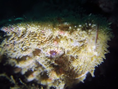 Aploactisoma milesii