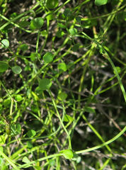 Scandia geniculata