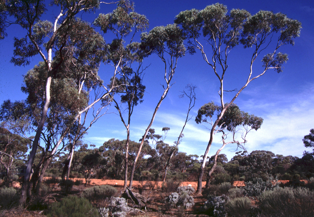 Eucalyptus hypolaena L.A.S.Johnson & K.D.Hill