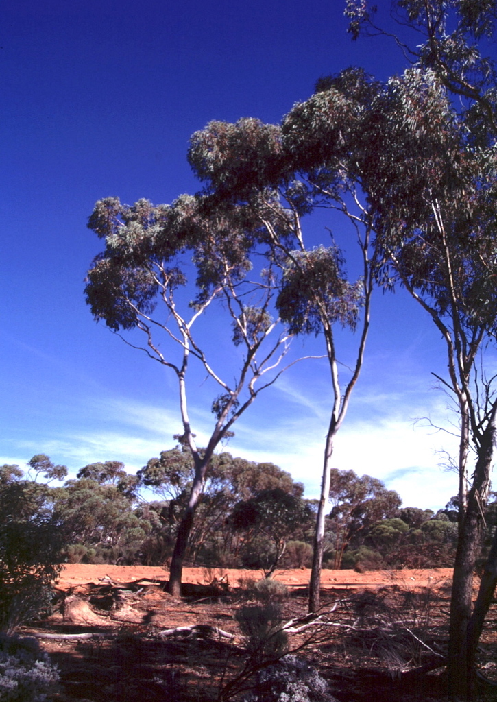 Eucalyptus hypolaena L.A.S.Johnson & K.D.Hill 2
