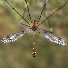 Tipulomorpha