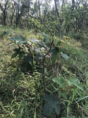 Rubus reflexus