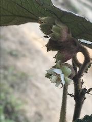 Rubus reflexus