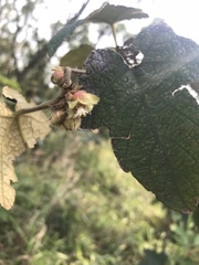 Rubus reflexus