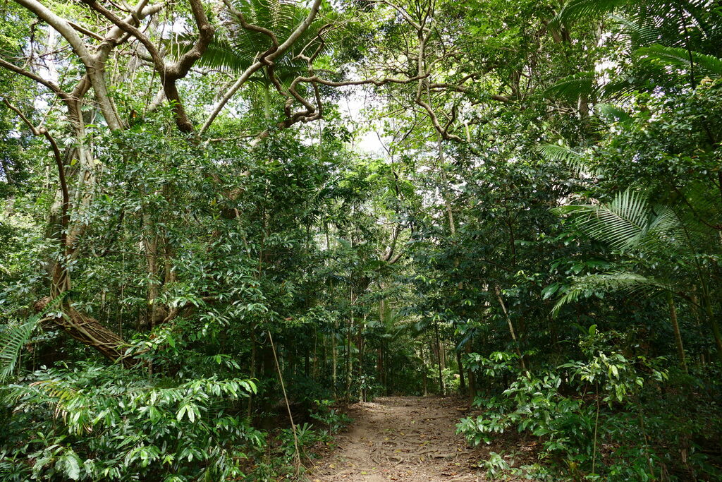 Archontophoenix alexandrae, Cairns QLD, Australia