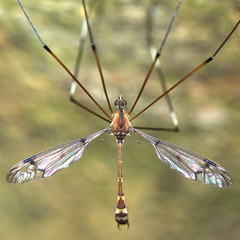Tipulomorpha