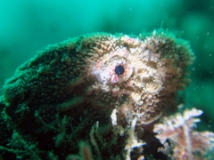 Aploactisoma milesii