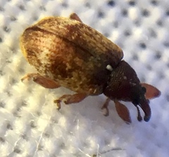 Anthonomus pedicularius