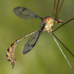 Tipulomorpha