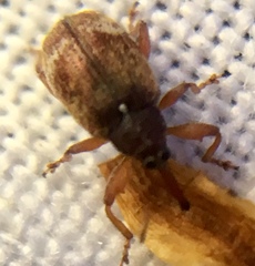 Anthonomus pedicularius