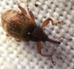 Anthonomus pedicularius