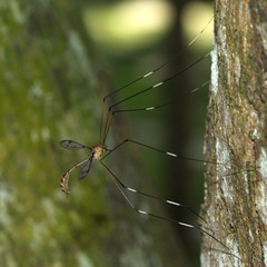 Tipulomorpha