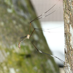 Tipulomorpha